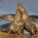 Seal 151109_4